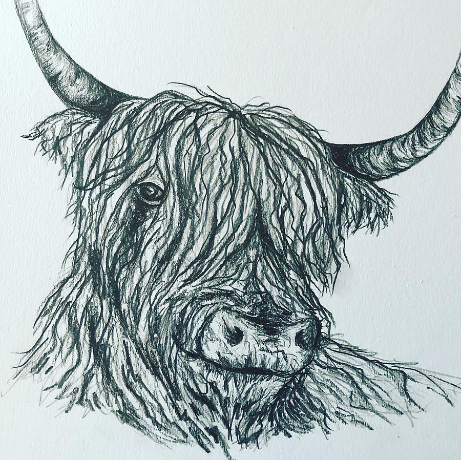 Stew the highland cow Drawing by Elizabeth Deja