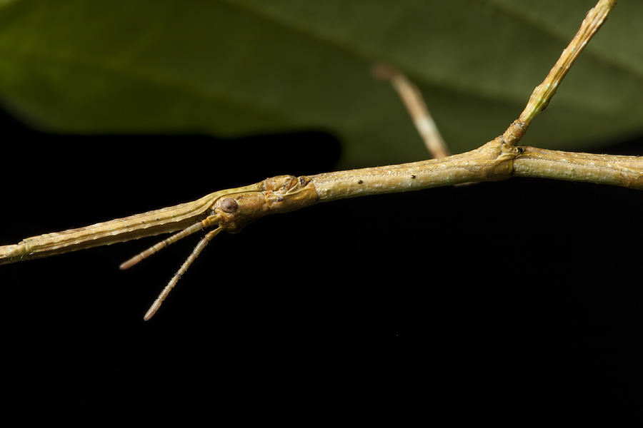 Stick insect close-up Photograph by Joao Inacio