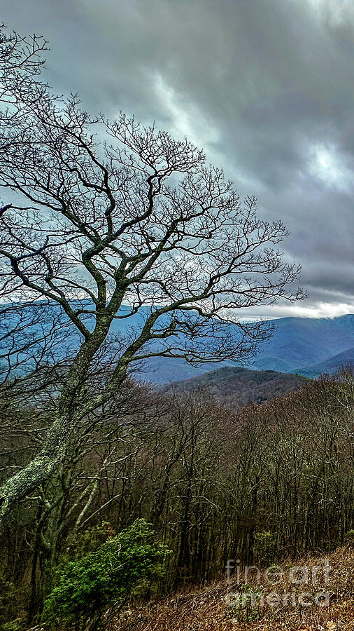 Stick Season Photograph by Leslie Brashear Stick Season Photograph by Leslie Brashear