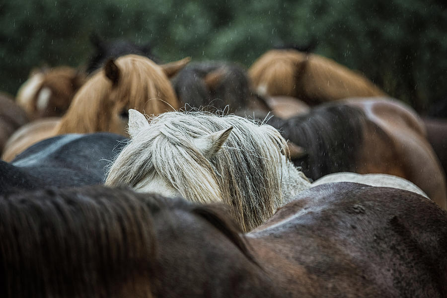 Stick together - Horse Art Photograph by Lisa Saint