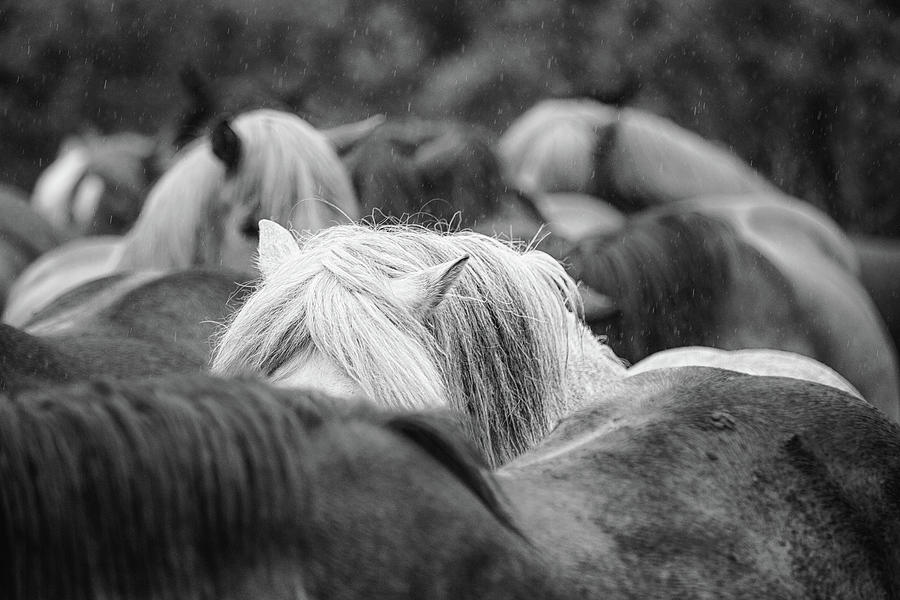 Stick Together II - Horse Art Photograph by Lisa Saint
