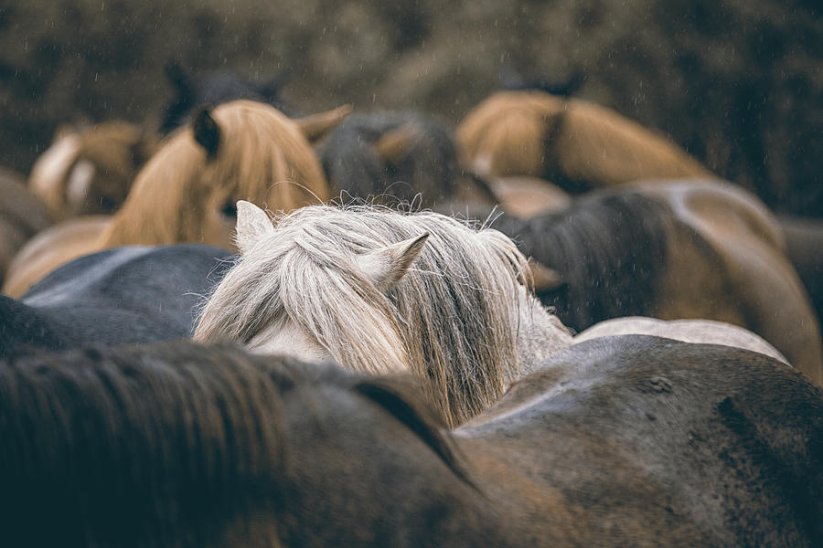 Stick together III - Horse Art Photograph by Lisa Saint
