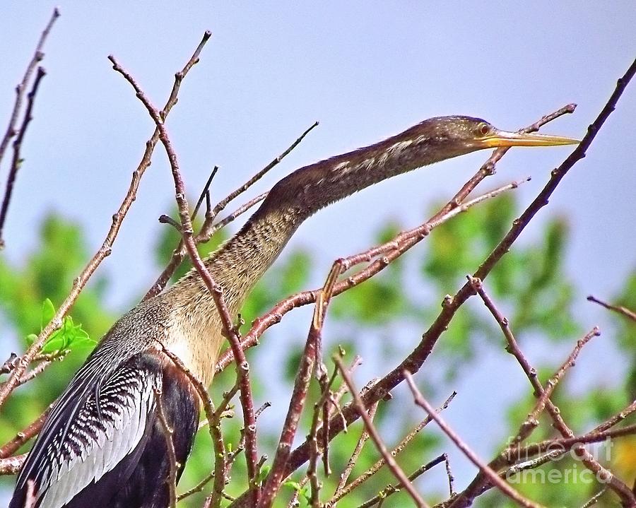 Stick-y View for Anhinga Photograph by Lori Lafargue