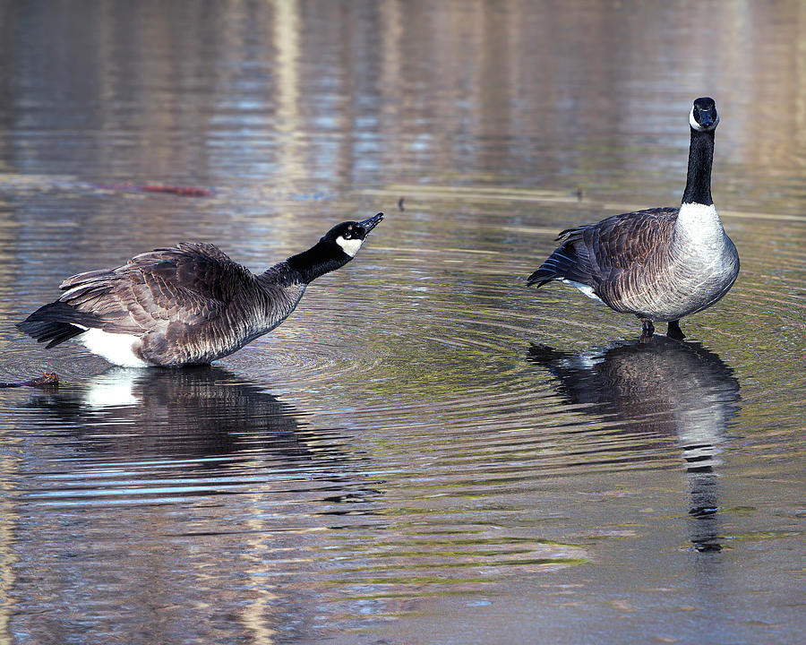 Sticking out its neck Photograph by Joel Bader - Pixels