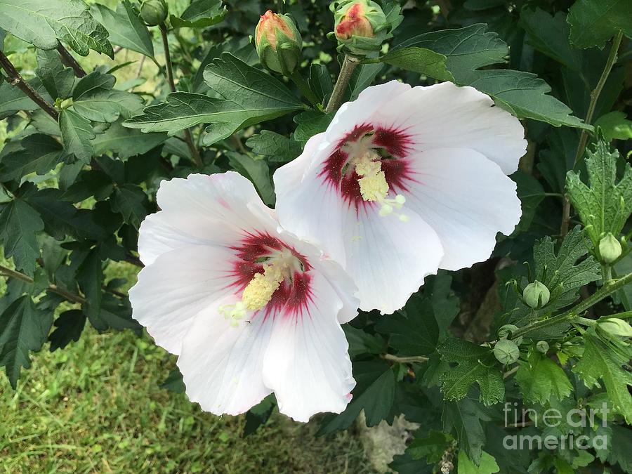 Hibiscus Sticking Together Photograph by Catherine Wilson