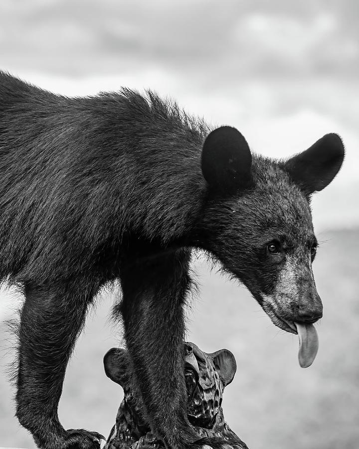 sticking-tongue-out-photograph-by-deborah-palmer-fine-art-america