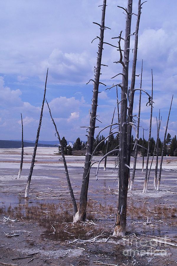 Sticks in Yellowstone Photograph by Randy Pollard