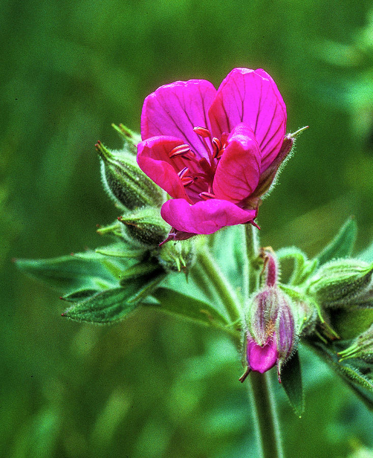 Sticky Geranium in HDR 126 Photograph by James C Richardson