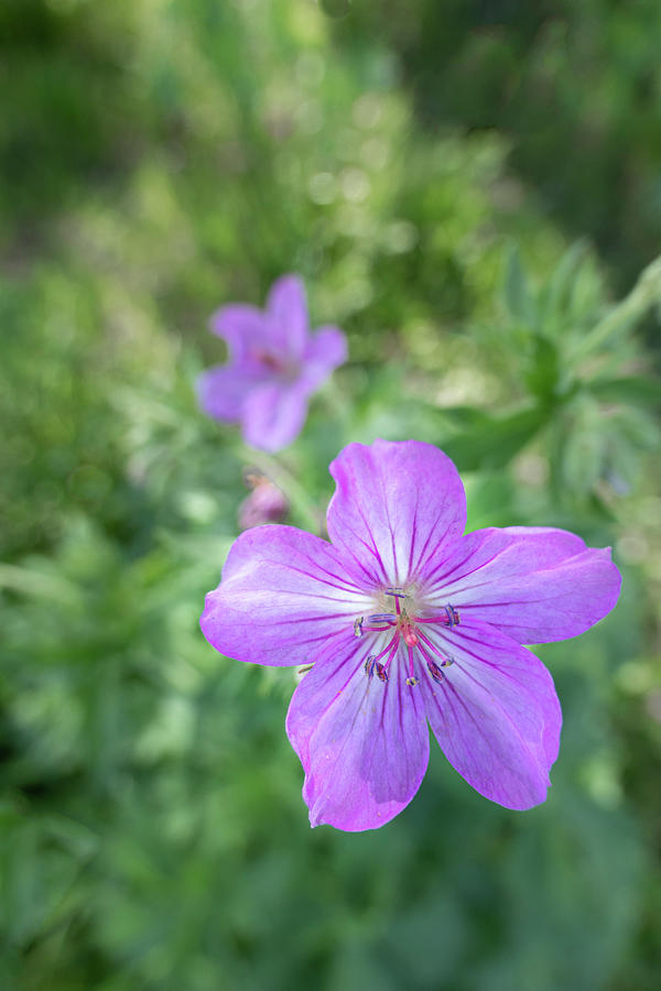 Flowers Still Life Photograph - Sticky Purple Geranium by Phil And Karen Rispin