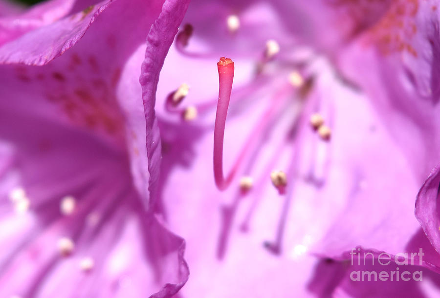 stigma-of-a-rhododendron-flower-photograph-by-deborah-a-andreas-fine