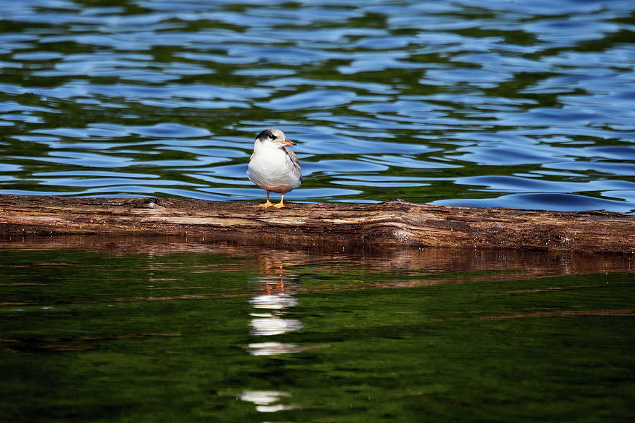 Still a  bit shy to fly. Young Common tern Photograph by Jouko Lehto