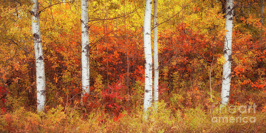 Still Amongst the Leaves Photograph by RicharD Murphy