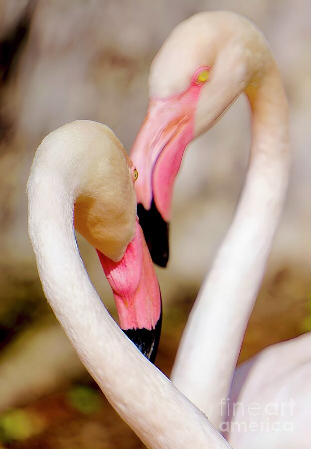 Flamingo Photograph - Flamingo Heart by Mioara Andritoiu
