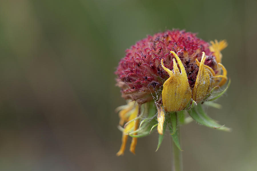 Still Beautiful Photograph by Mary Hone