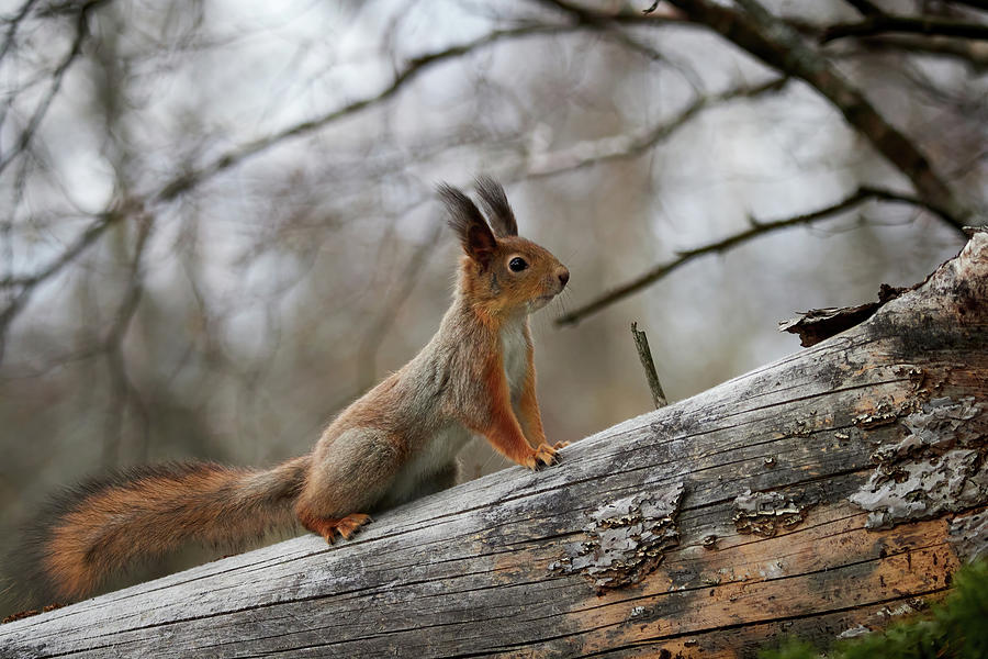Still in the winter colors. Red squirrel Photograph by Jouko Lehto