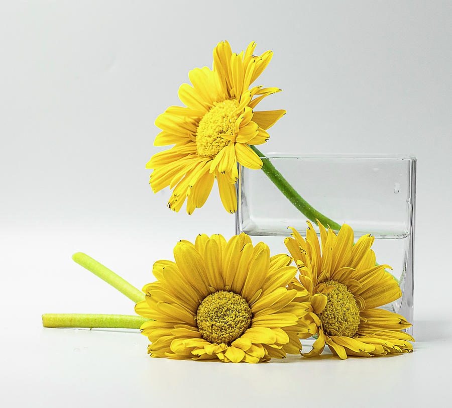 Still Life in Yellow  Photograph by Catherine Grassello