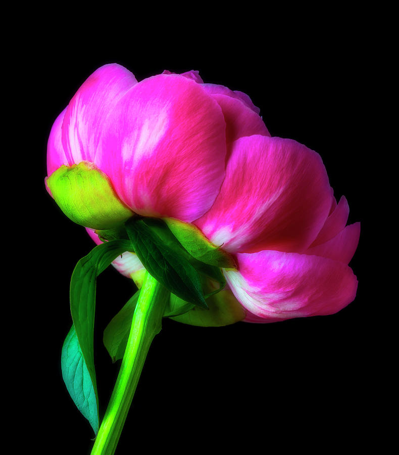 Still Life Pink Peony Photograph by Garry Gay