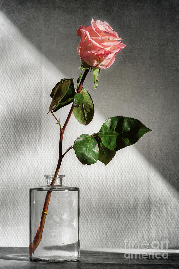 Still Life Rose Digital Art by Phil Perkins