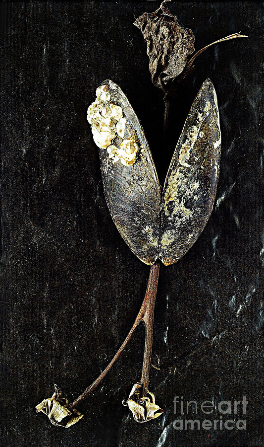 Still Life With Dry Leaves. Photograph