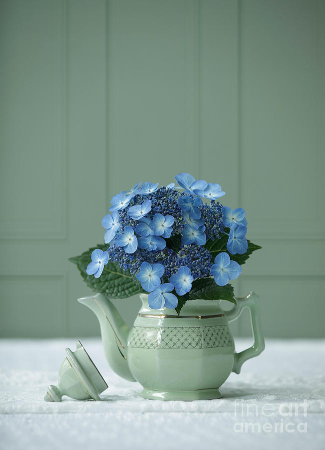 Still Life with Green Teapot and Hydrangea Photograph by Diane Diederich