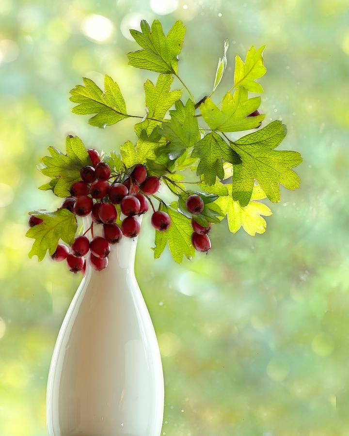 Still Life With Hawthorn Berries Photograph by Iina Van Lawick