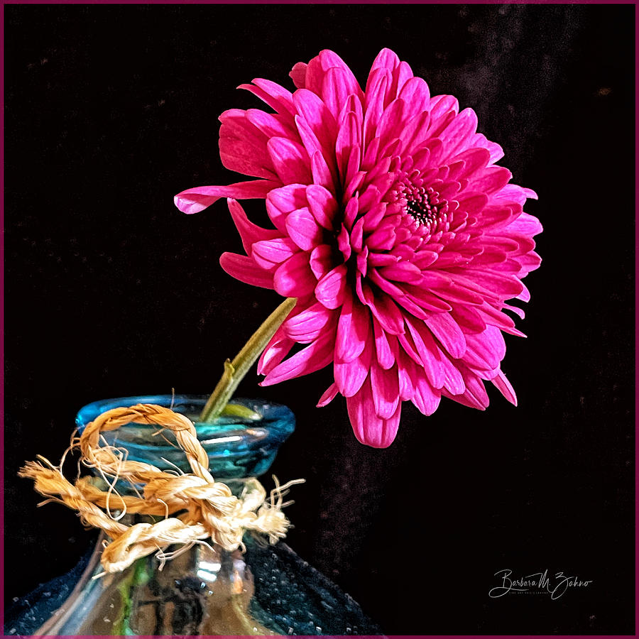Still Life with Pom-Pom Flower Photograph by Barbara Zahno