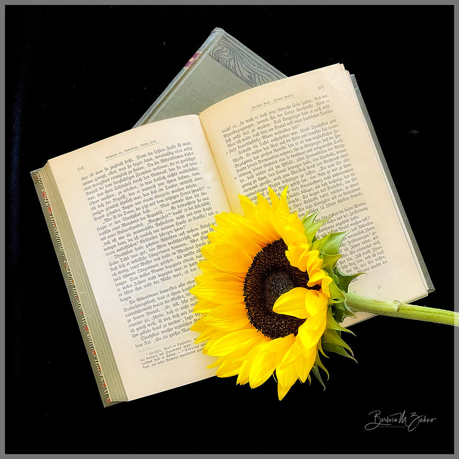 Still Life with Sunflower  Photograph by Barbara Zahno