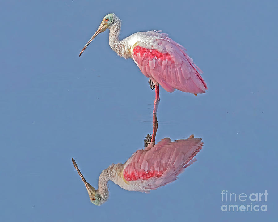 still-morning-photograph-by-dale-erickson-fine-art-america