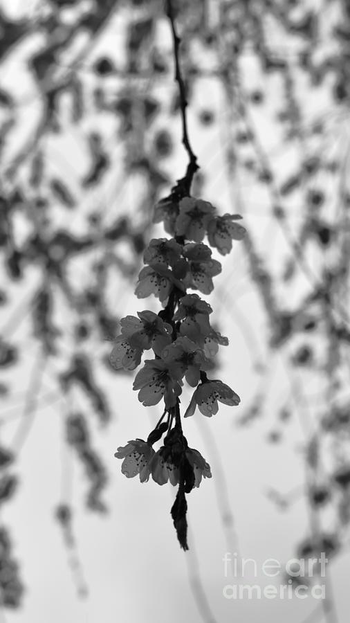 Still Raining in Black and White Photograph by Stefania Caracciolo