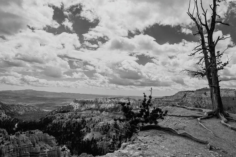 Bryce Canyon National Park Photograph - Still Standing at Bryce by Rob Hemphill