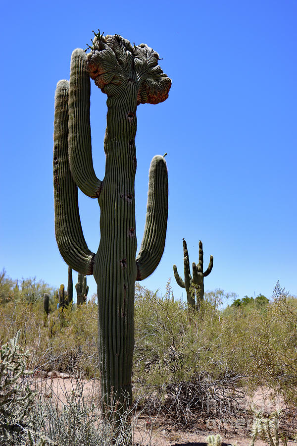 Phoenix Photograph - Still Standing Tall by Christiane Schulze Art And Photography
