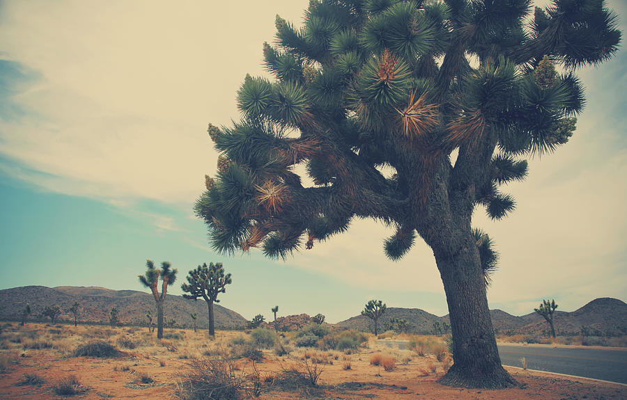 Joshua Tree National Park Photograph - Still Waiting For You by Laurie Search