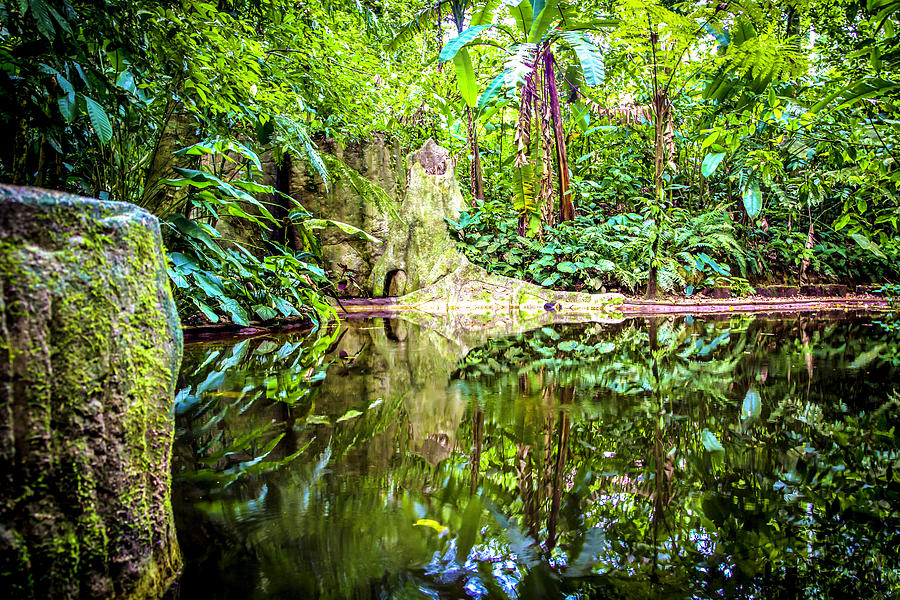 Still Water In The Belize Jungle Photograph by Pheasant Run Gallery