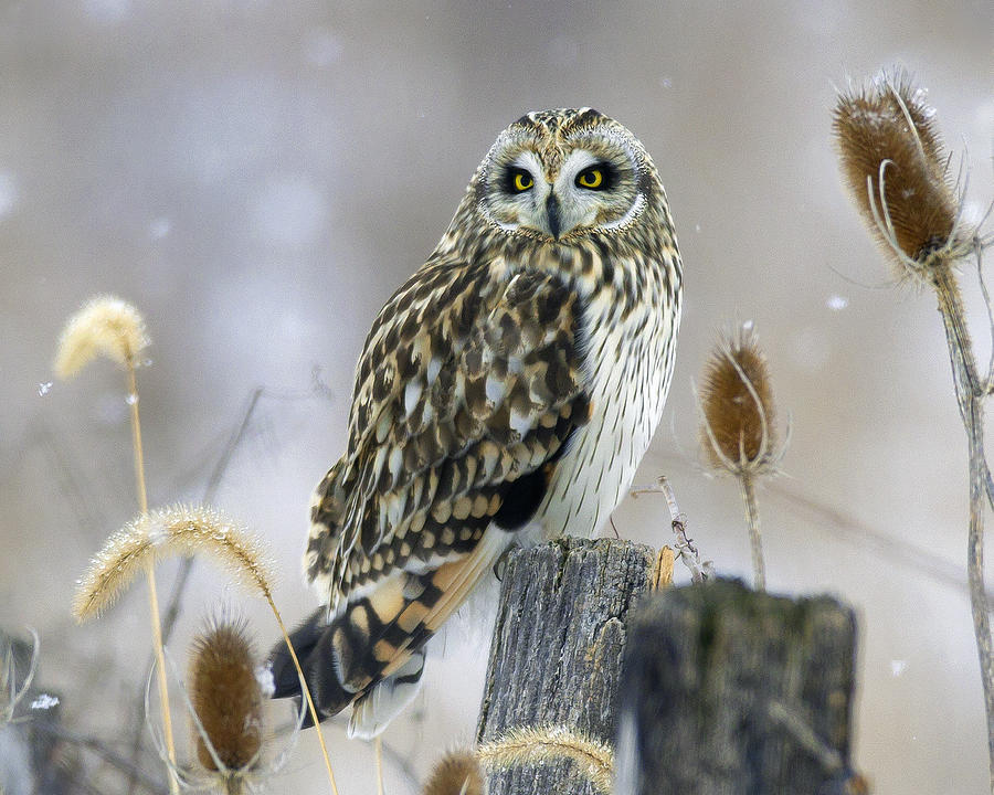 Owl Photograph - Still Winter Evening by Timothy McIntyre