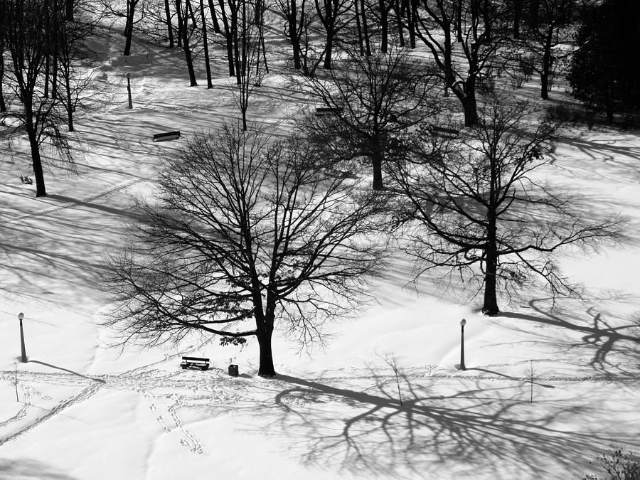Still Winter Photograph by Stephanie Moore