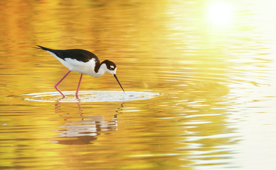 Bird Photograph - Stilt On Golden Pond  by Saija Lehtonen