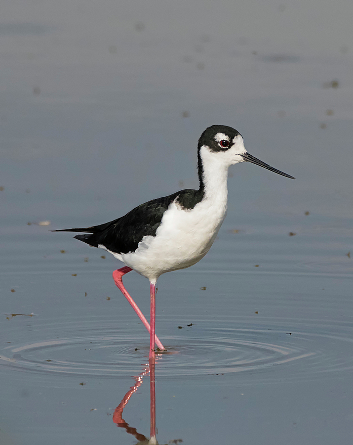 Stilt Pose Photograph by Loree Johnson - Fine Art America