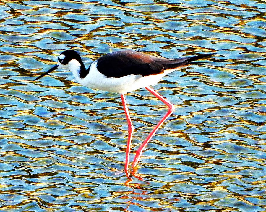 Stilt Standing Photograph by Andrew Lawrence