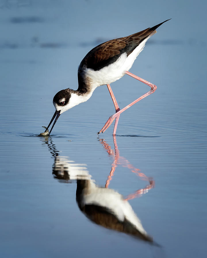 Stilt with fish Photograph by Jaki Miller