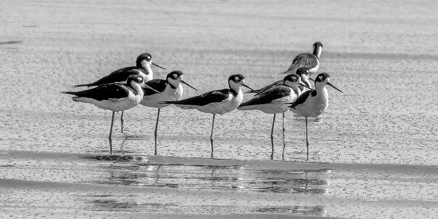 Stilts of the Salton Sea Photograph by Dusty Wynne