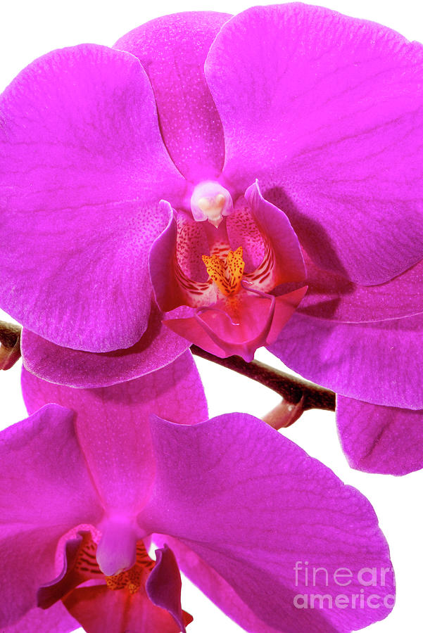 Stimulating Orchids Photograph by Willie Harper