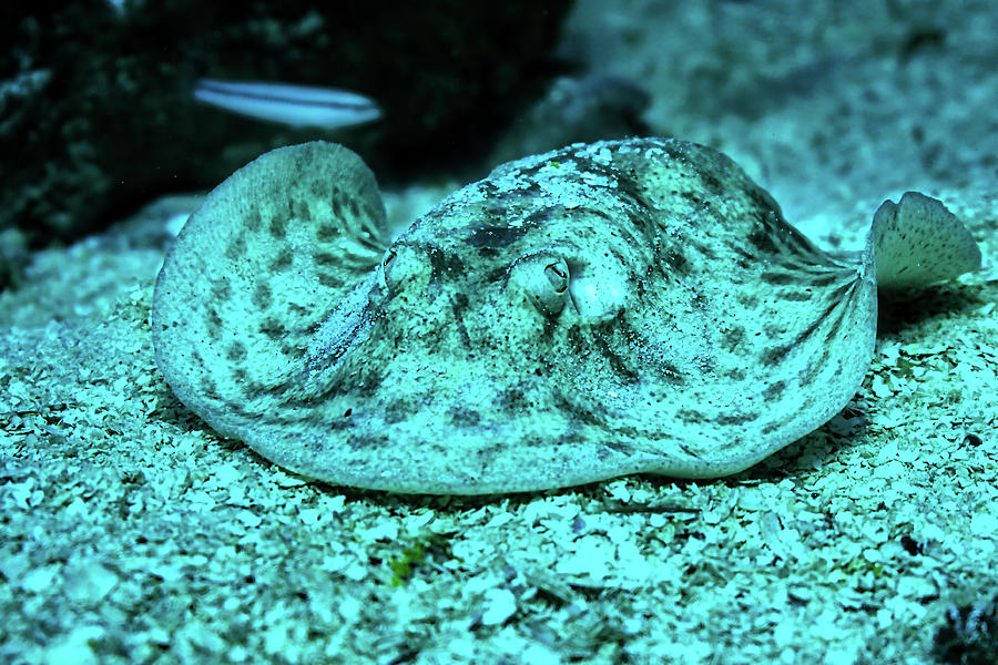 Sting Ray Showing Off His Camouflage Photograph by Luke Lawrence - Fine ...