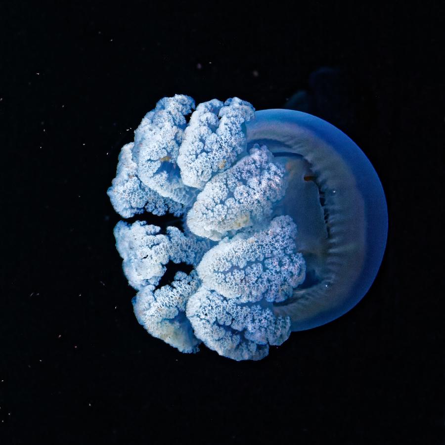 Stinger - Blue Blubber Jelly Photograph by KJ Swan