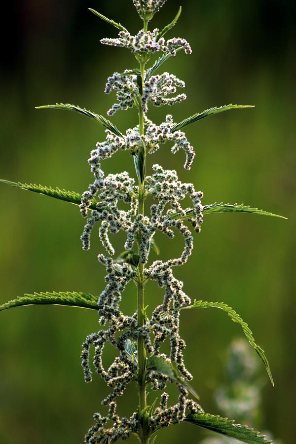 Stinging Nettle Photograph by Gerry Bates