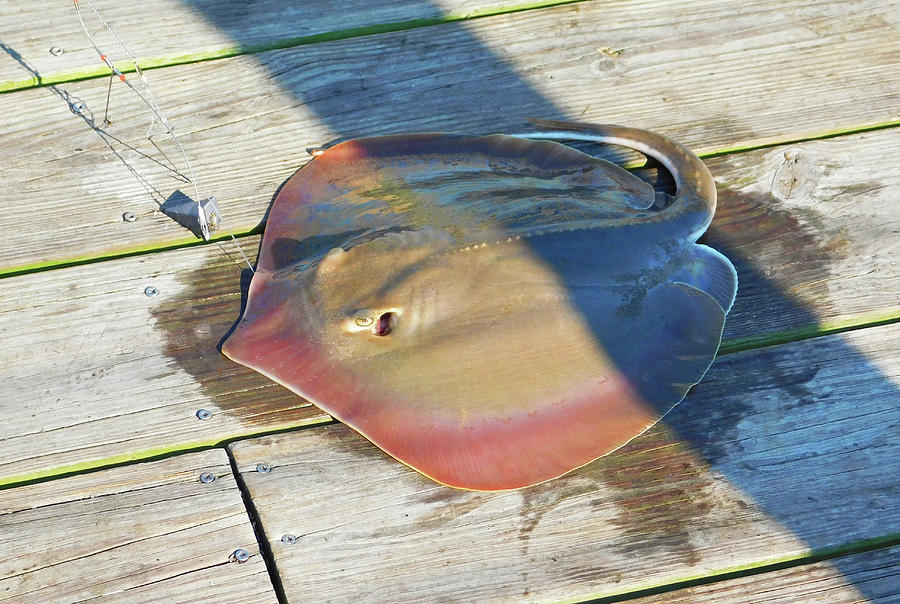 Stingray Caught Released at Chesapeake Beach1 Photograph by Emmy Marie Vickers