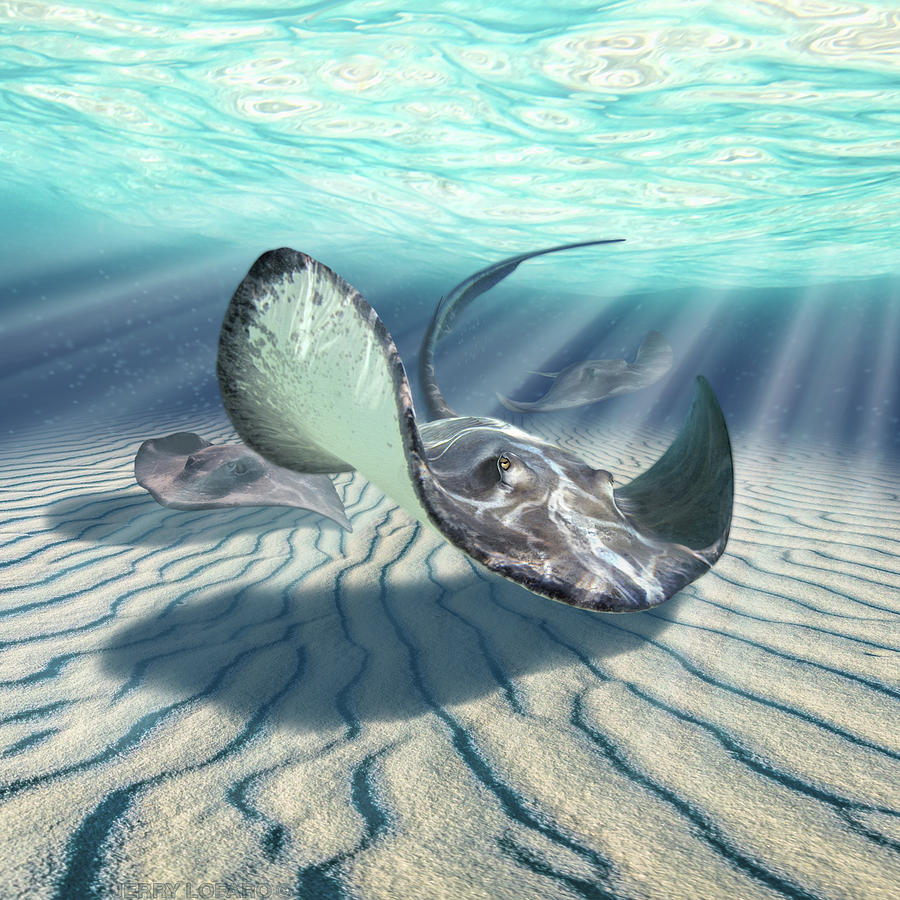 Fish Digital Art - Stingrays by Jerry LoFaro