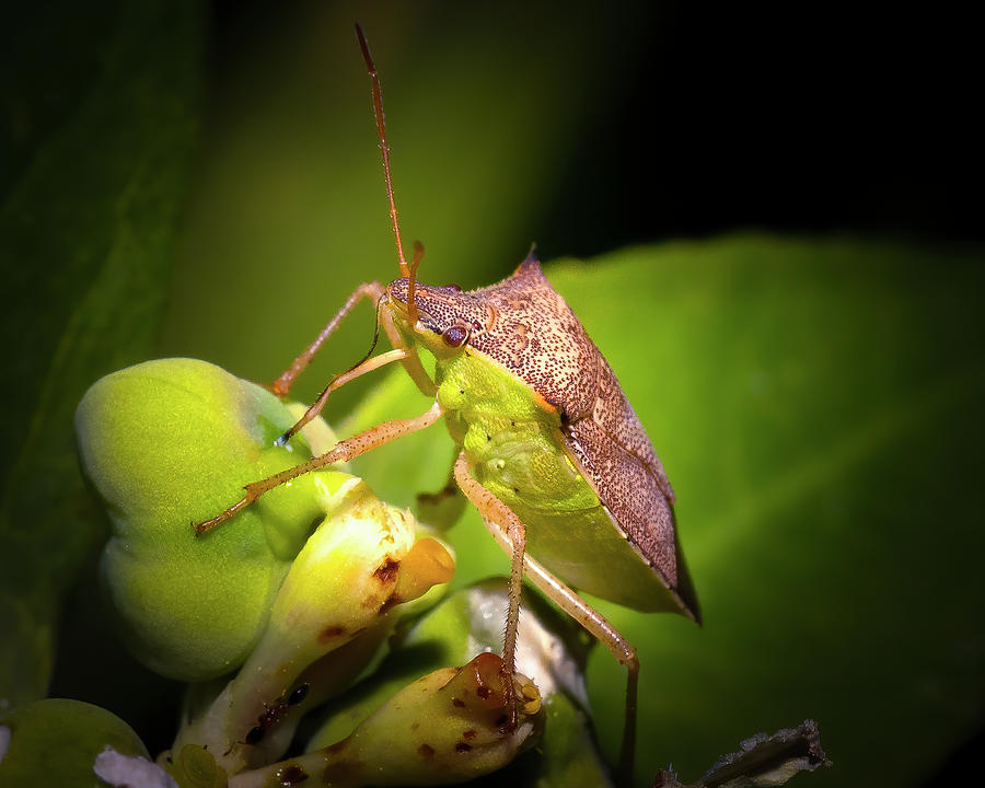 Stink Bug Photograph by Mark Andrew Thomas