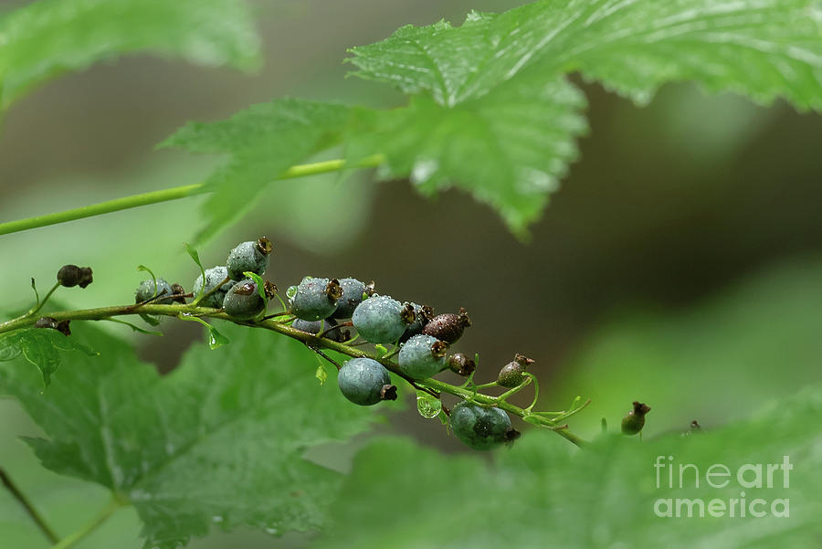 Stink Currant Berries Photograph by Nancy Gleason