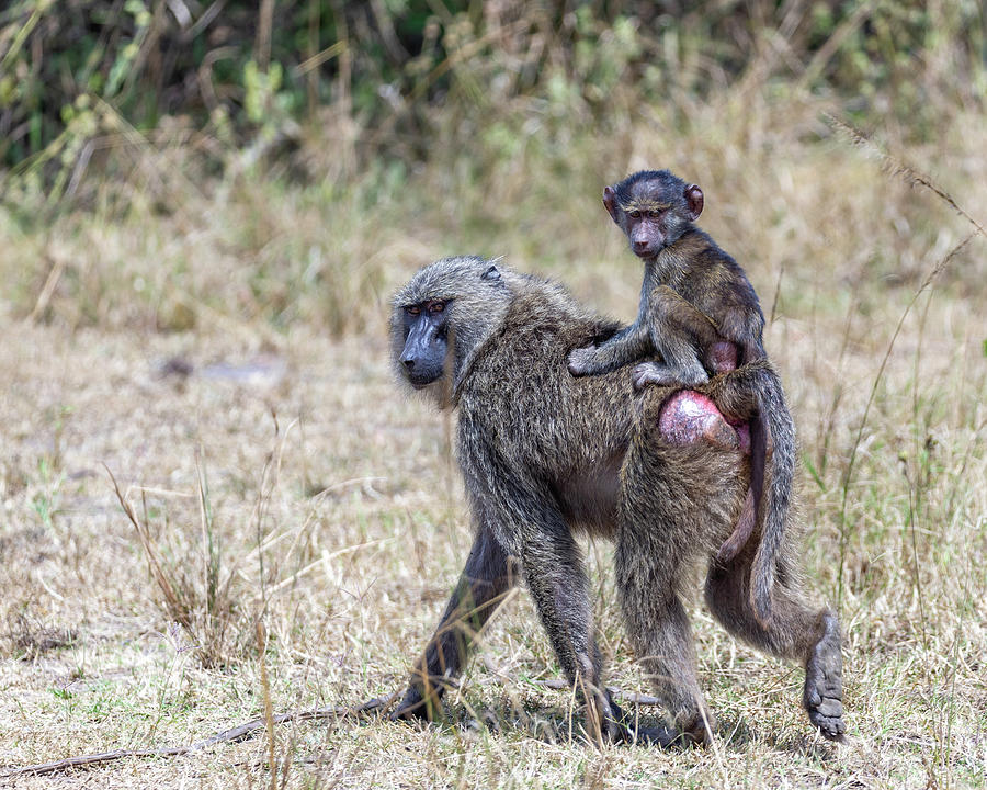 Stink Eye Photograph by Michael J Renner - Fine Art America