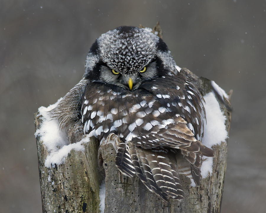 Owl Photograph - Stink Eye  by Timothy McIntyre